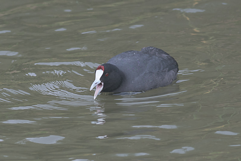 Knobbelmeerkoet